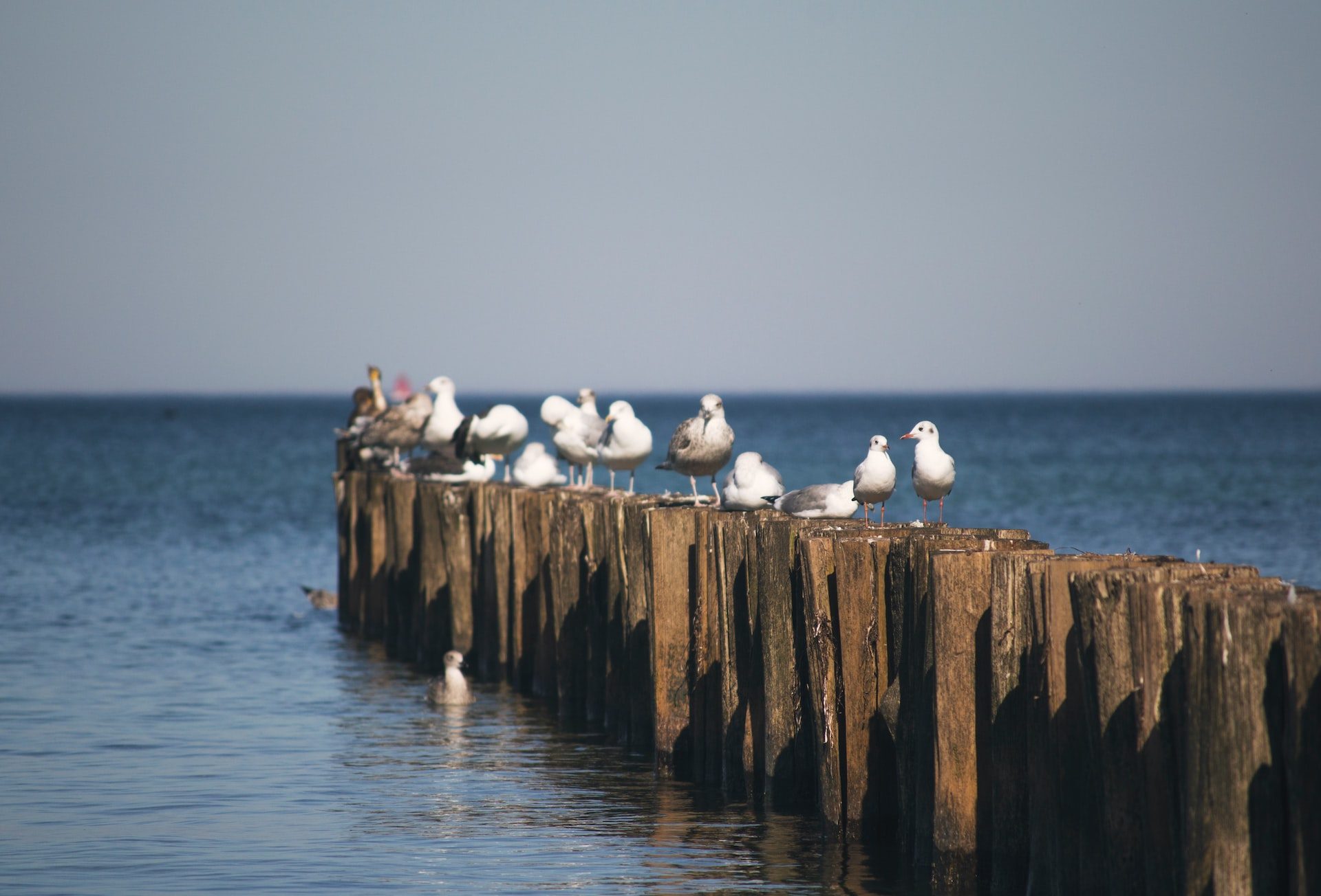 white seagulls